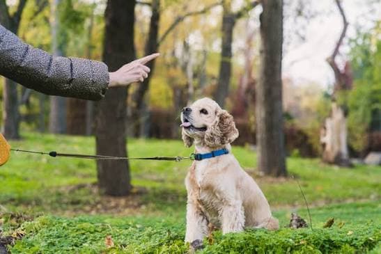 Puppy Training